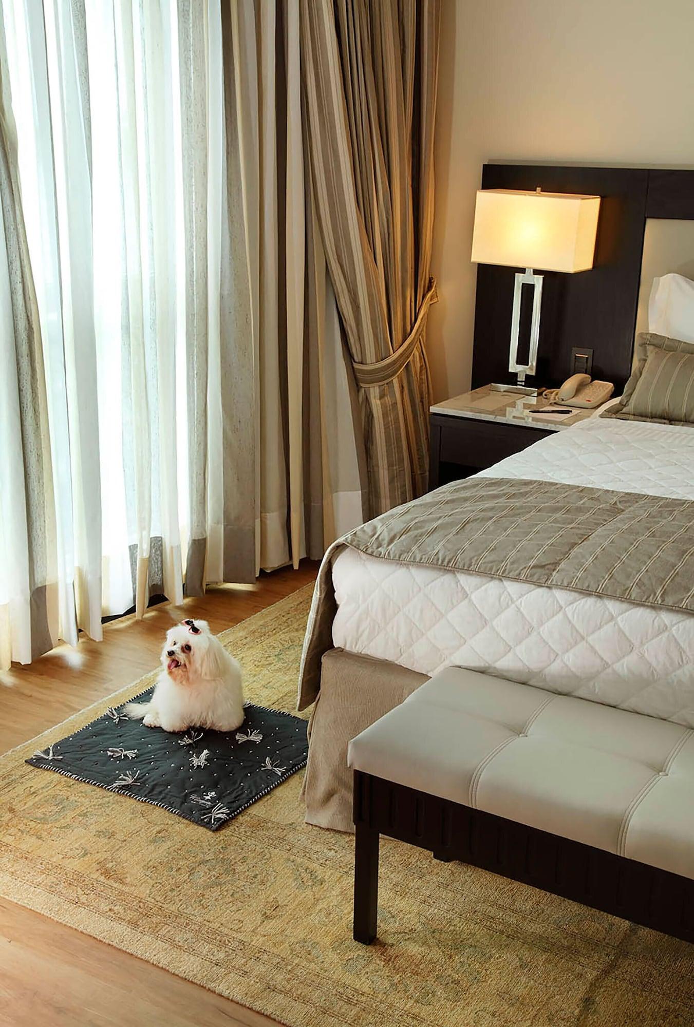 Miramar By Windsor Copacabana Río de Janeiro Exterior foto A dog in a hotel room